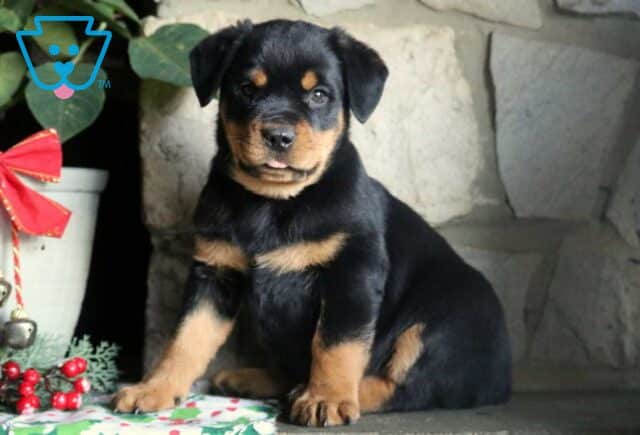 Pluto Mini Rottie image