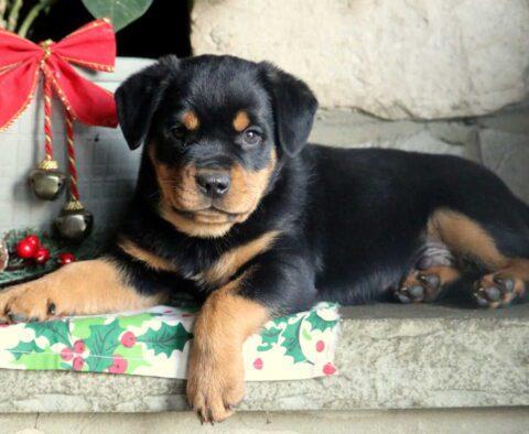 Pluto Mini Rottie2