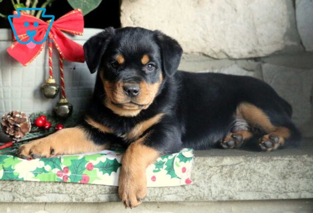 Pluto Mini Rottie2 image