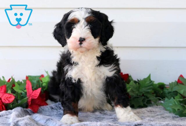 Pongo Mini Bernedoodle image
