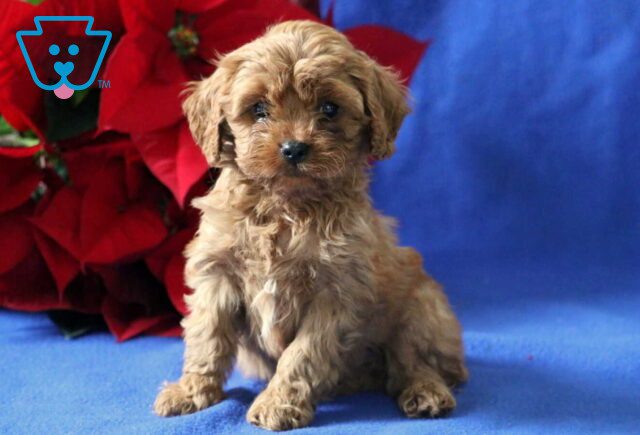 Pooch Cavapoo image