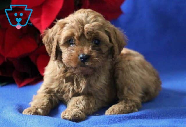 Pooch Cavapoo2 image