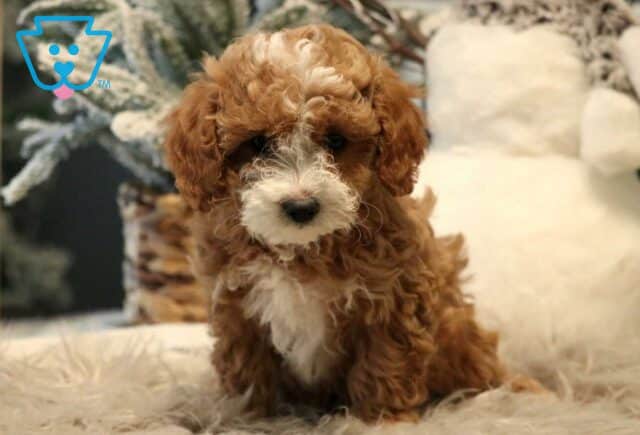 Preston Cavapoo image
