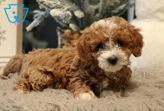 Preston Cavapoo2 image