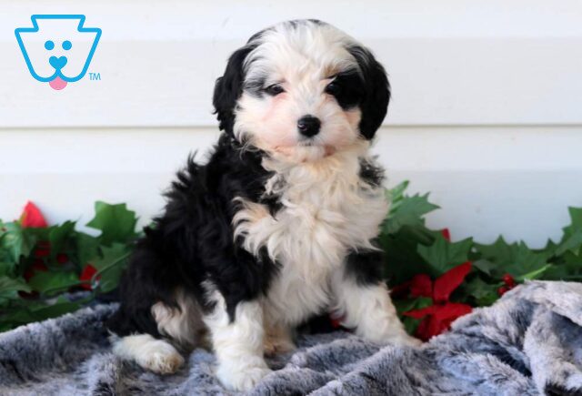 Pretty Mini Bernedoodle image