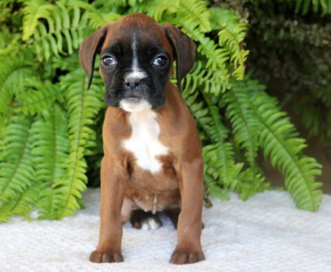 Princess Boxer