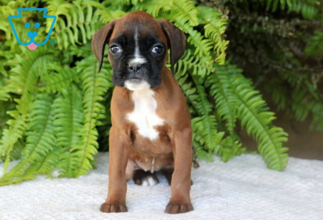 Princess Boxer image