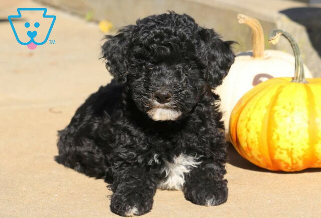 Racco Toy Labradoodle2 image