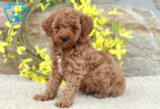 Ranger Toy Poodle image