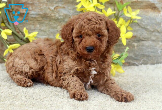 Ranger Toy Poodle2 image