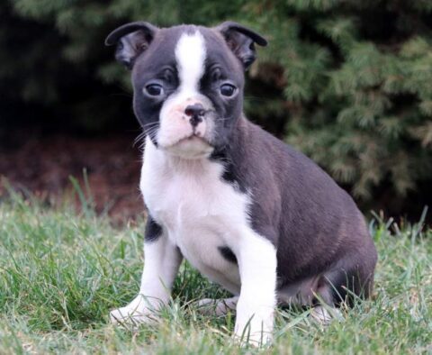Raspberry Boston Terrier