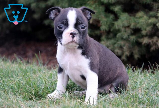 Raspberry Boston Terrier image