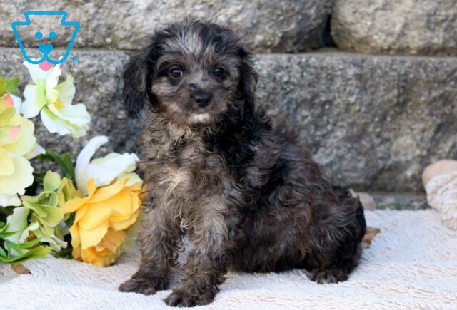Raspberry Cavapoo image