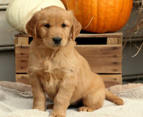 Reese Golden