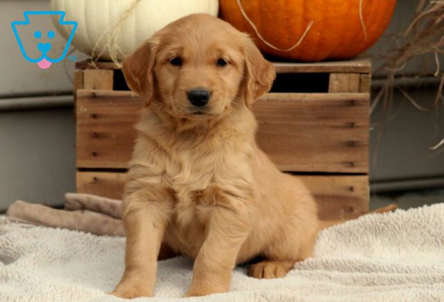 Remi Golden image
