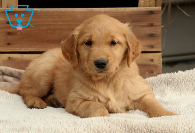 Remi Golden2 image