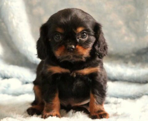 Rex Cavalier3