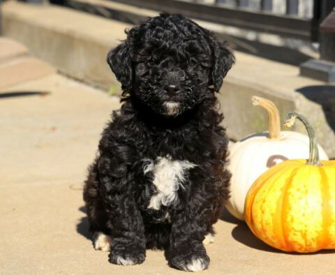 Rocket Toy Labradoodle