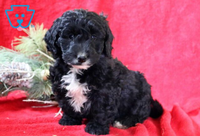 Rocky Mini Goldendoodle image