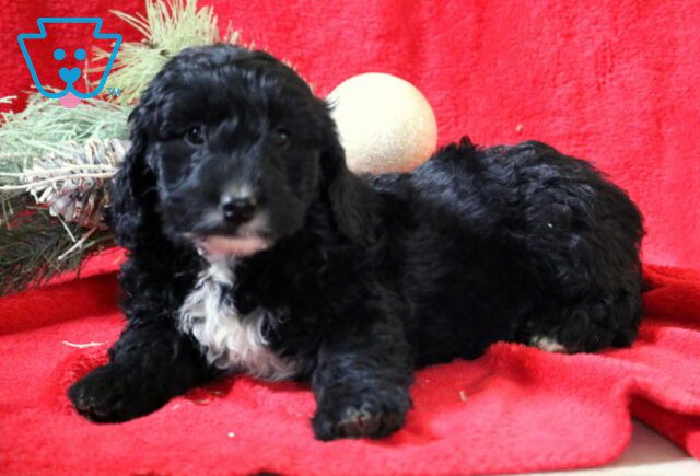 Rocky Mini Goldendoodle2 image