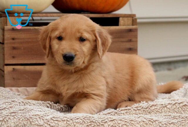 Rosco Golden image