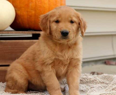 Rosco Golden2