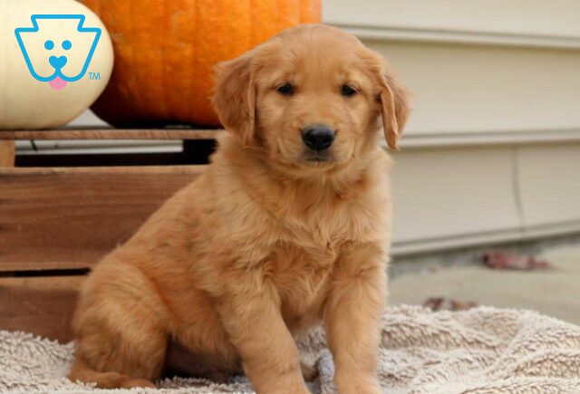 Rosco Golden2 image
