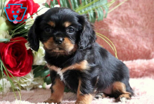 Rose Cavalier image