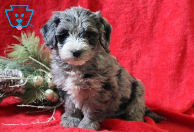 Rose Mini Goldendoodle image