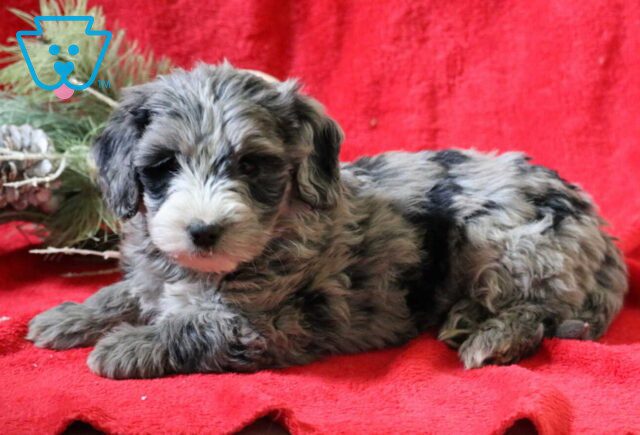 Rose Mini Goldendoodle2 image