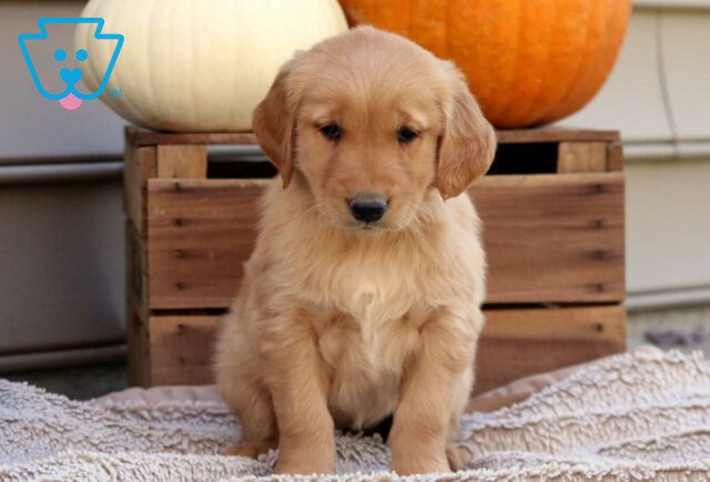 Roxy Golden image