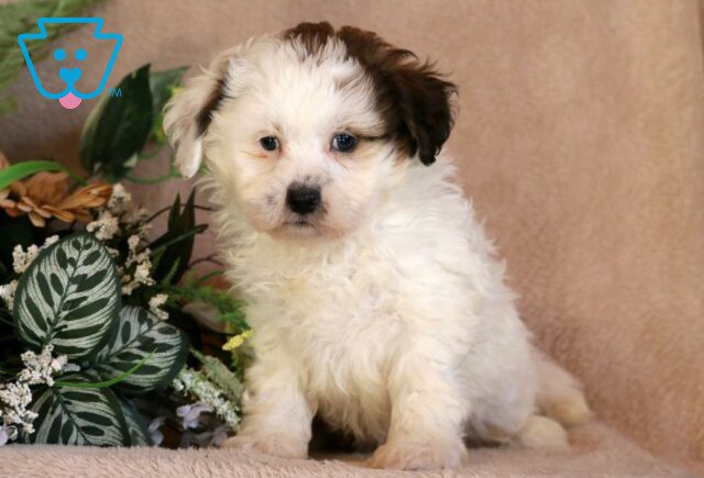 Seth Shihpoo image