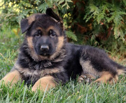 Simba German2