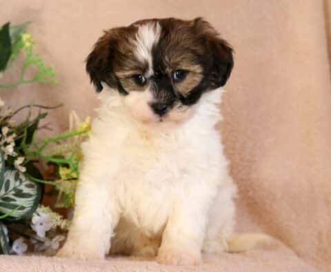 Skittles Shihpoo