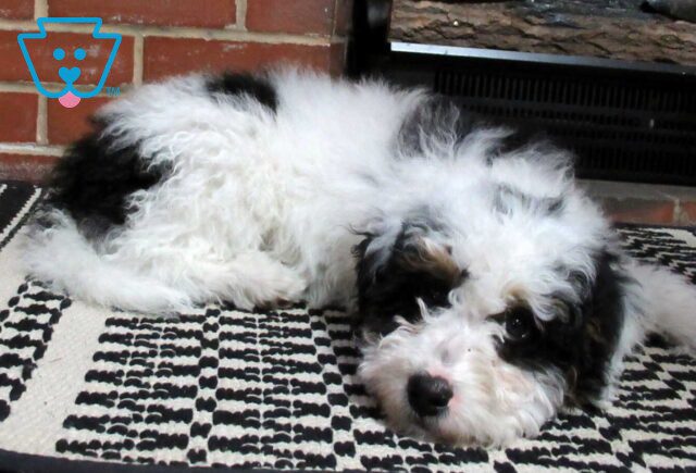 Summer Mini Bernedoodle Retake2 image