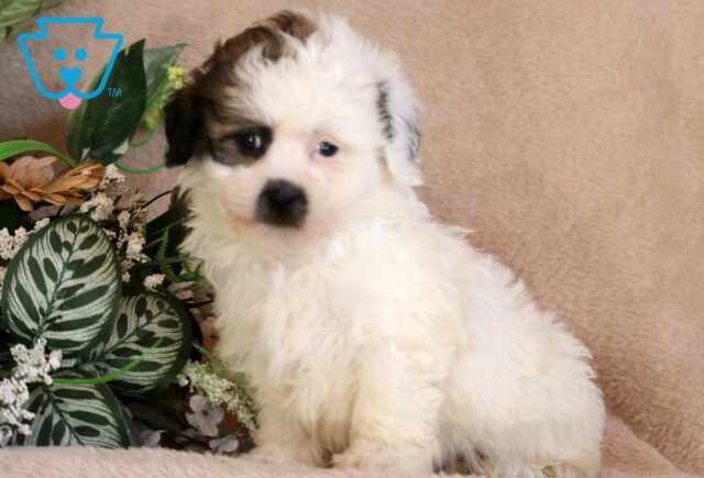 Sweetie Shihpoo image