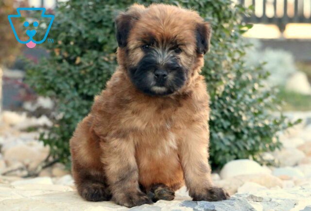 Taz Wheaten Terrier image