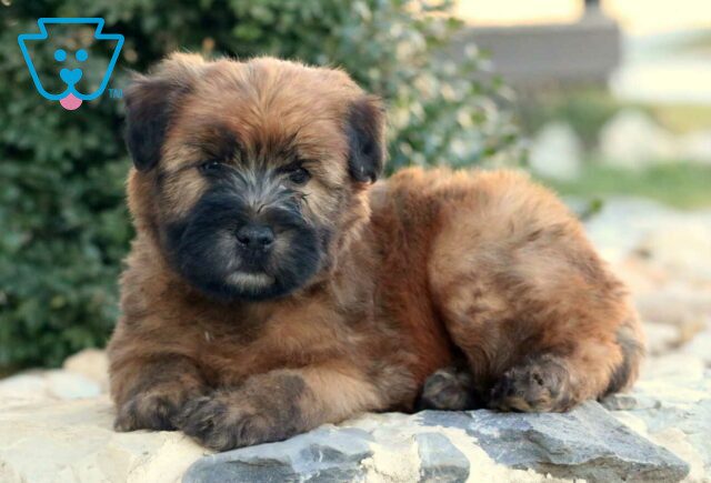 Taz Wheaten Terrier2 image