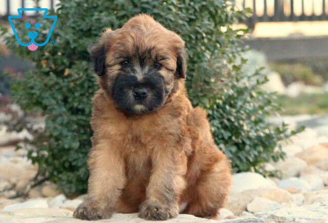 Teddy Wheaten Terrier image