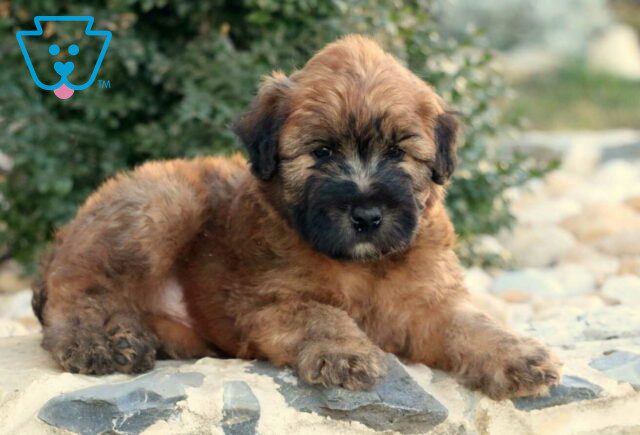 Teddy Wheaten Terrier2 image