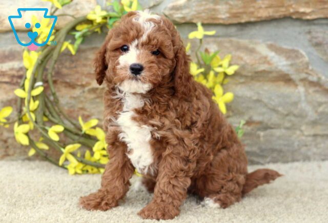 Thomas Cavapoo image