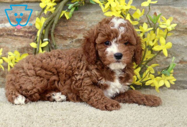 Thomas Cavapoo2 image