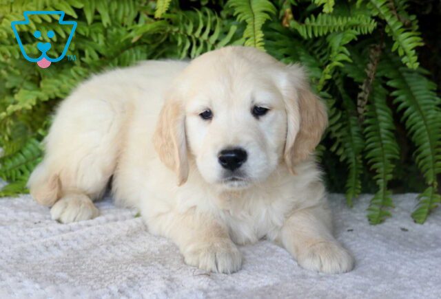 Thunder Golden image
