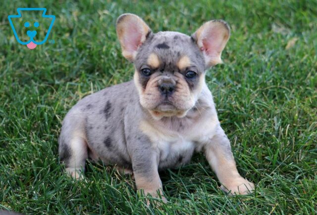 Timmy French Bulldog image