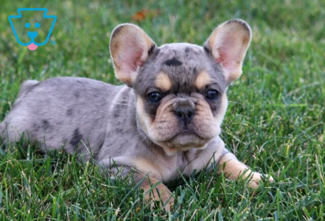 Timmy French Bulldog2 image