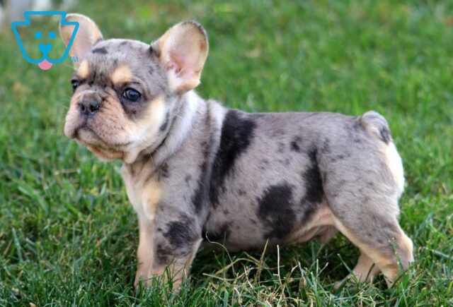 Timmy French Bulldog3 image