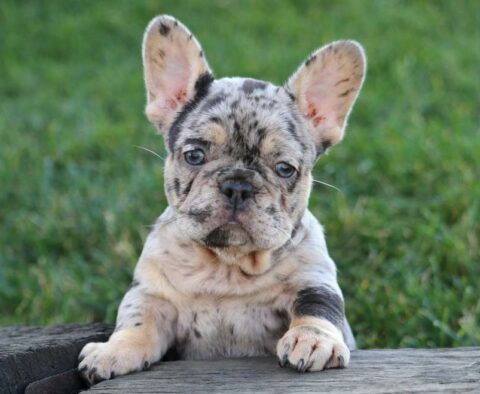 Tina French Bulldog