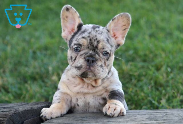 Tina French Bulldog image