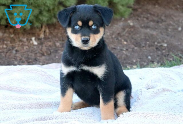 Tinker Rottweiler Mix image