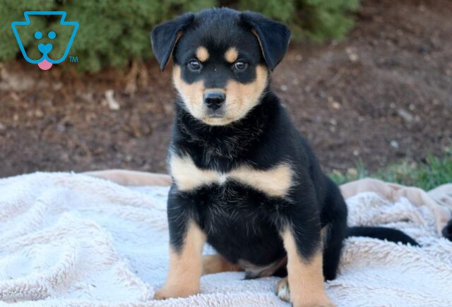 Toby Rottweiler Mix image